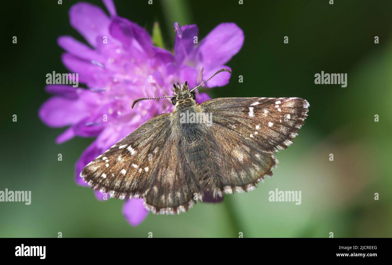 Grizzled Skipper (Pyrgus malvae). Butterfly on Small Scabious (Scabiosa columbaria), flowers, Austria Stock Photo
