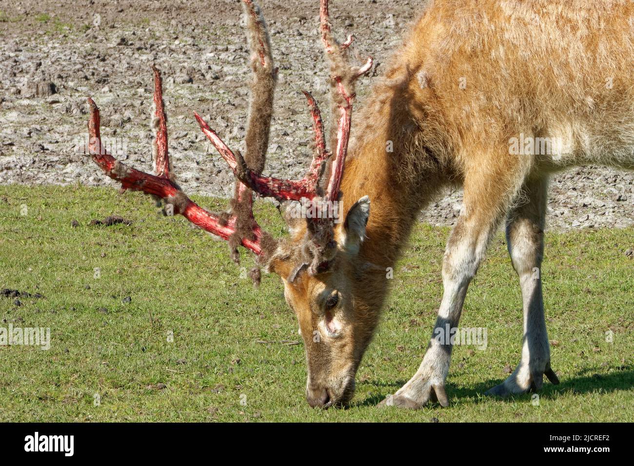 Pere David's deer (Elaphurus davidianus), also known as the milu, male