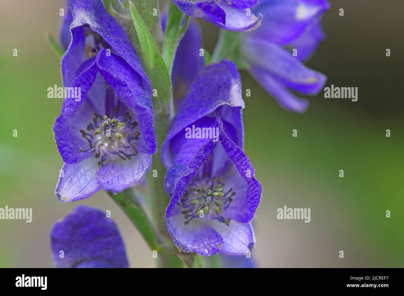 Wolfs Bane, Aconite, Monkshood (Aconitum napellus), inflorescense, close-up. Austria Stock Photo