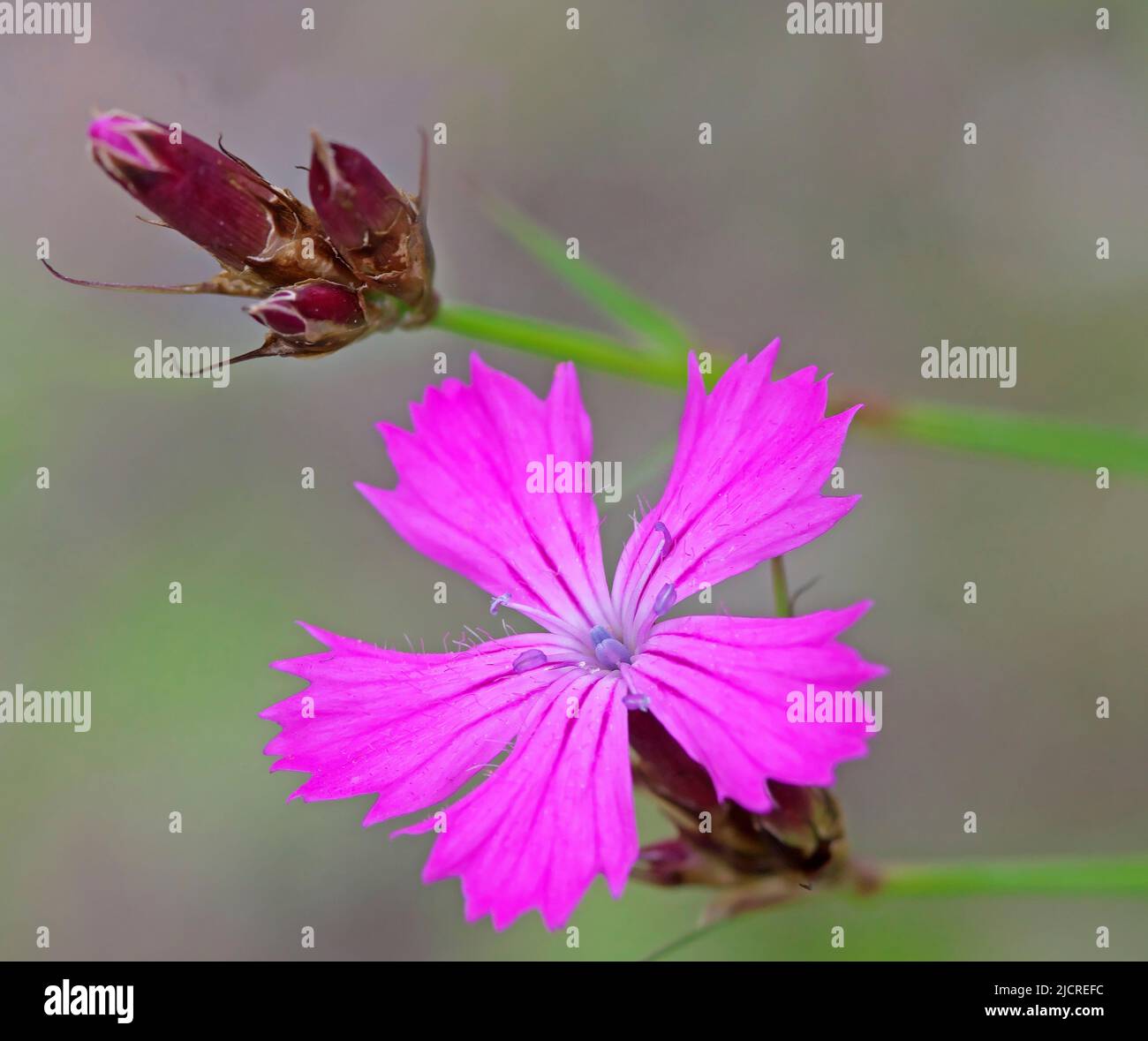 Wood Pink (Dianthus sylvestris). Flower and flower bud. Austria Stock Photo
