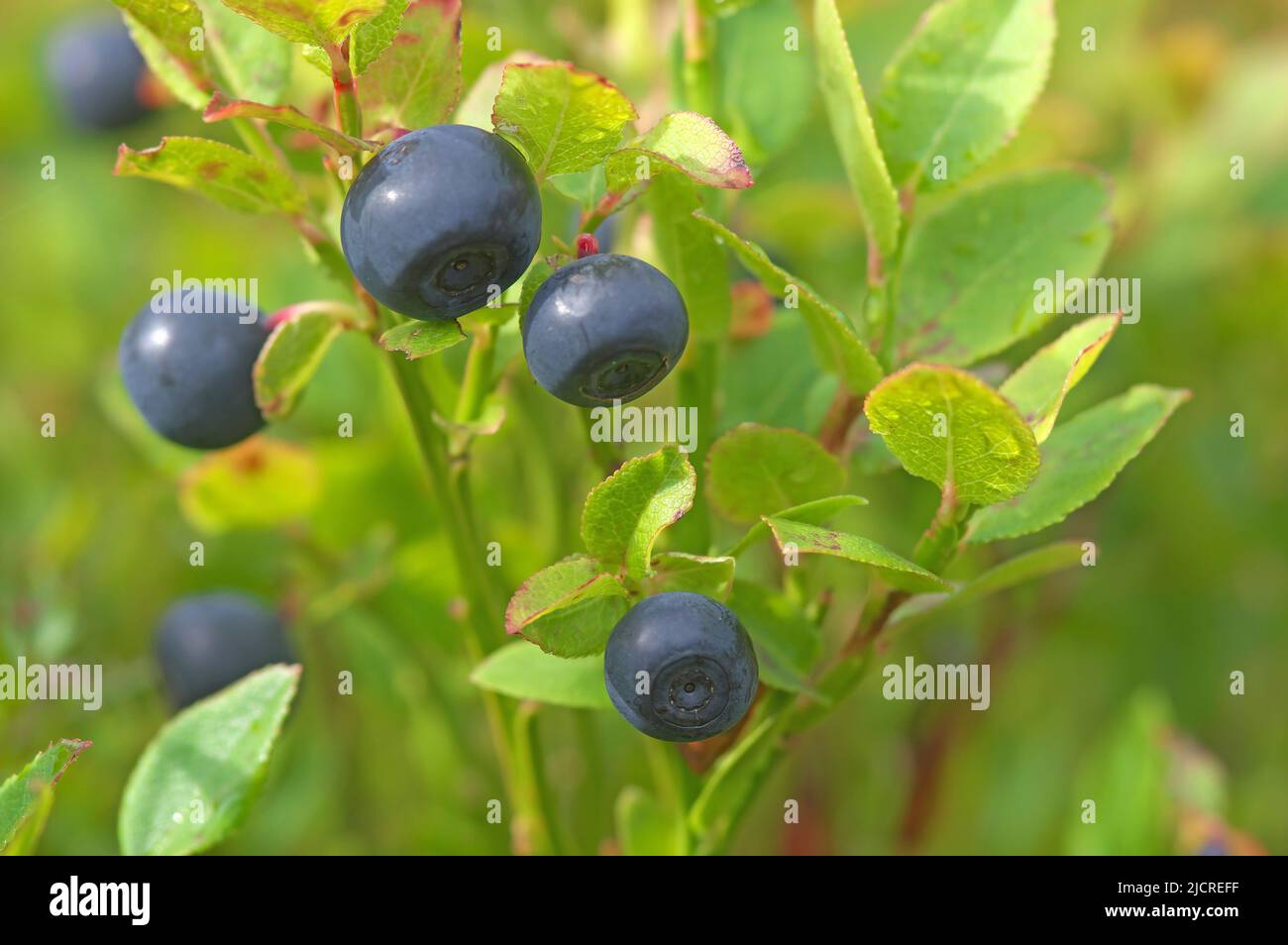 European Blueberry (Vaccinium myrtillus), ripe berries on plant. Austria Stock Photo