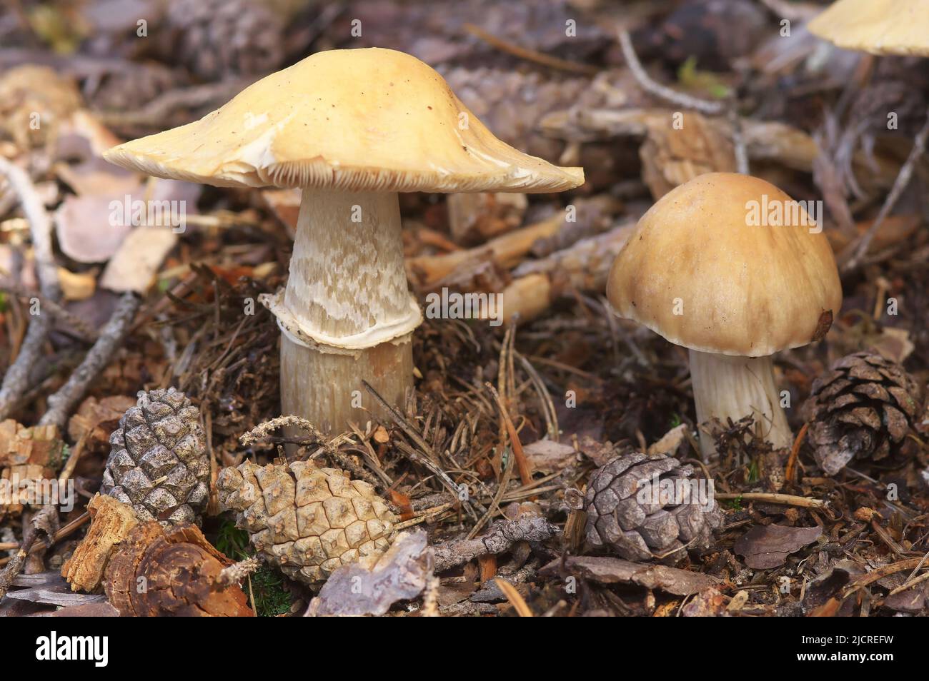 Cortinarius caperatus. Young and old fruit body in a spruce forest, among, spruce cones. Austria Stock Photo
