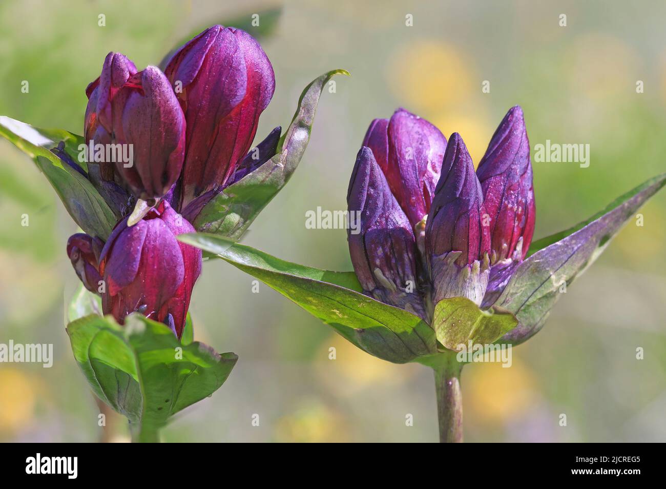 Purple Gentian (Gentiana purpurea), flowers. Alps, Austria Stock Photo