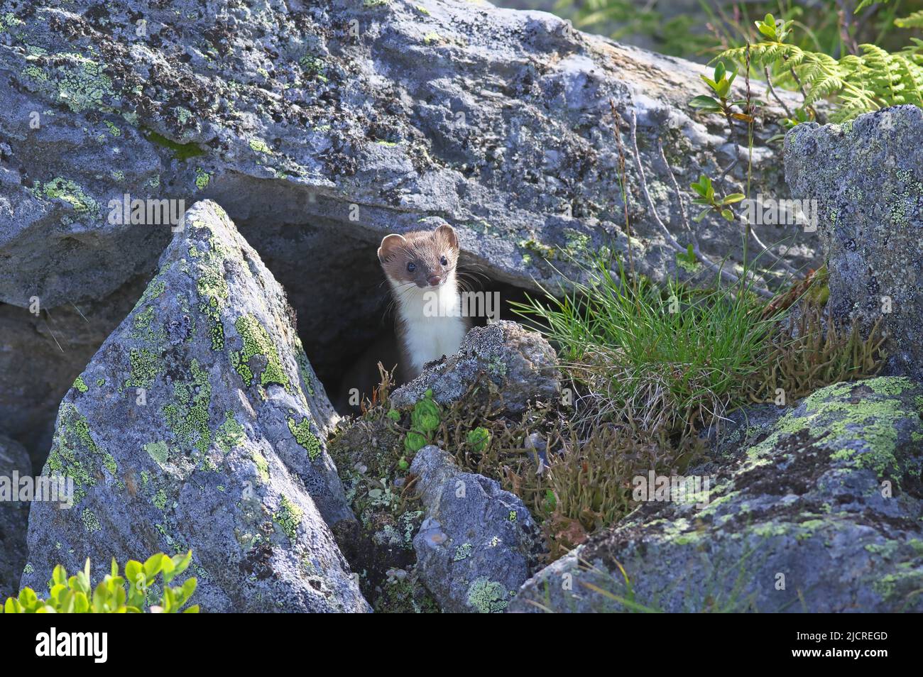 Stoat, Ermine (Mustela erminea) probably a young animal, looking out of a rock crevice. Alps, Austria Stock Photo