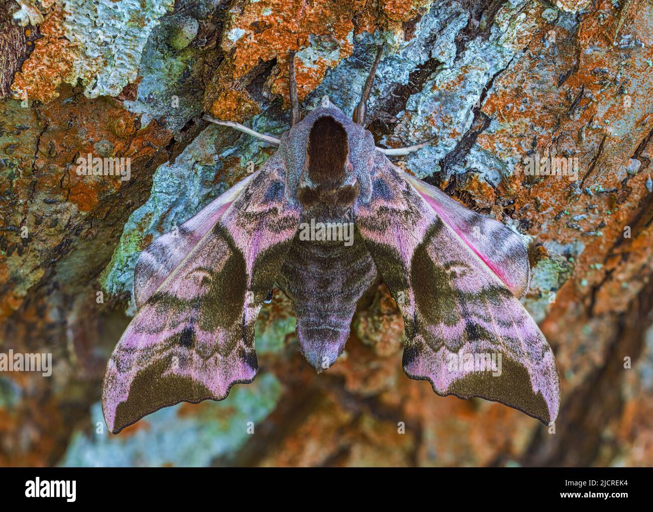 The eyed hawk-moth, colorful body of the eyed hawk-moth - Smerinthus ocellatus Stock Photo