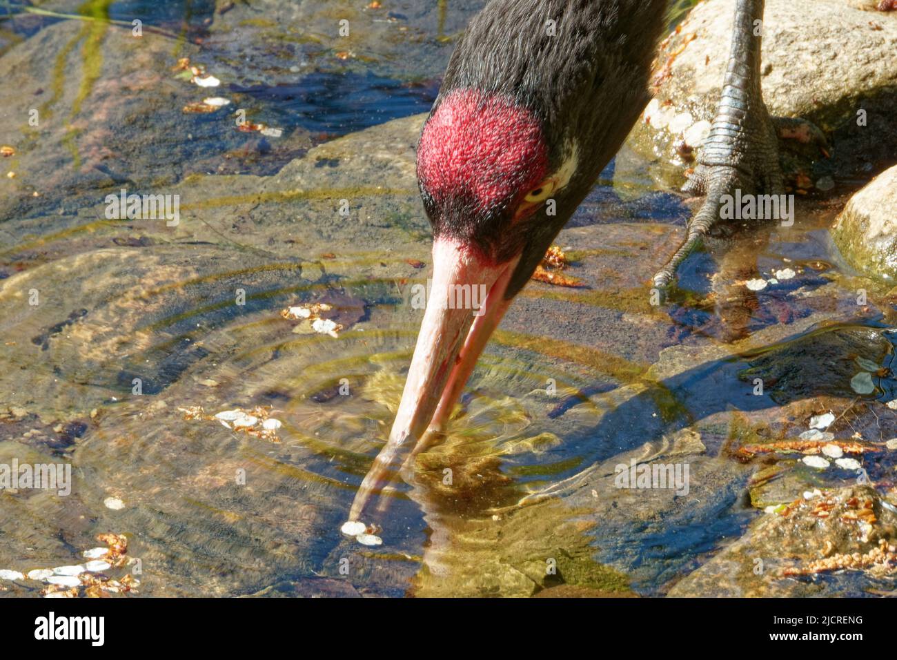 The black-necked Crane (Grus nigricollis) is a medium-sized crane in ...