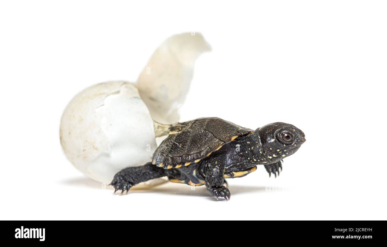European pond turtle hatching from its egg, Isolated on white Stock Photo