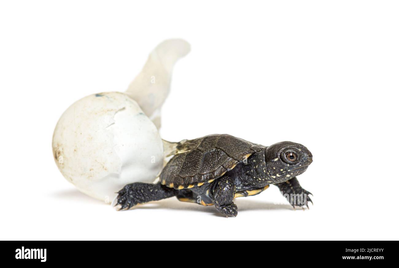 2021_072_0133_ejpg hires stock photography and images Alamy