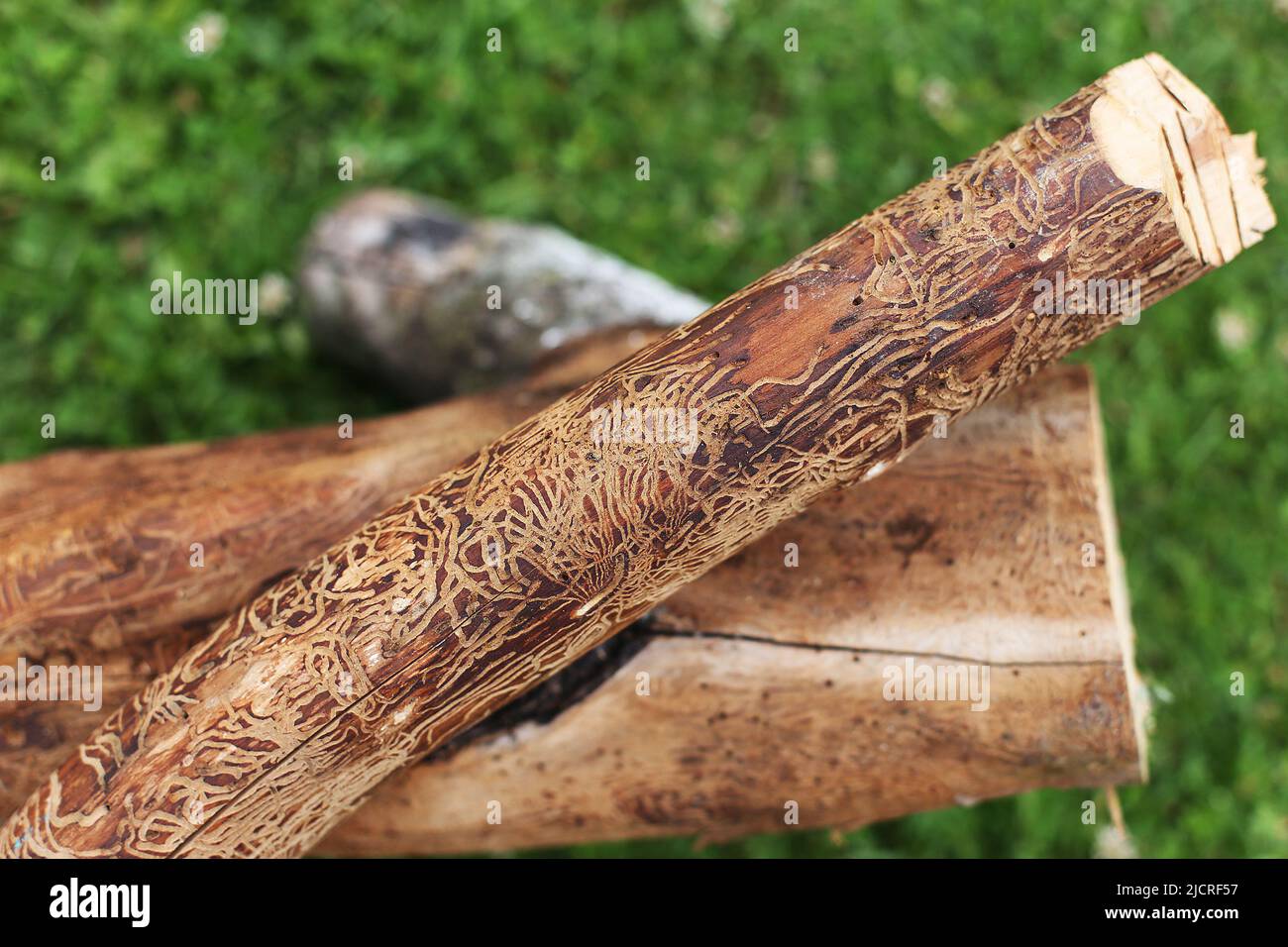 log damaged by bark beerle. felled tree Stock Photo