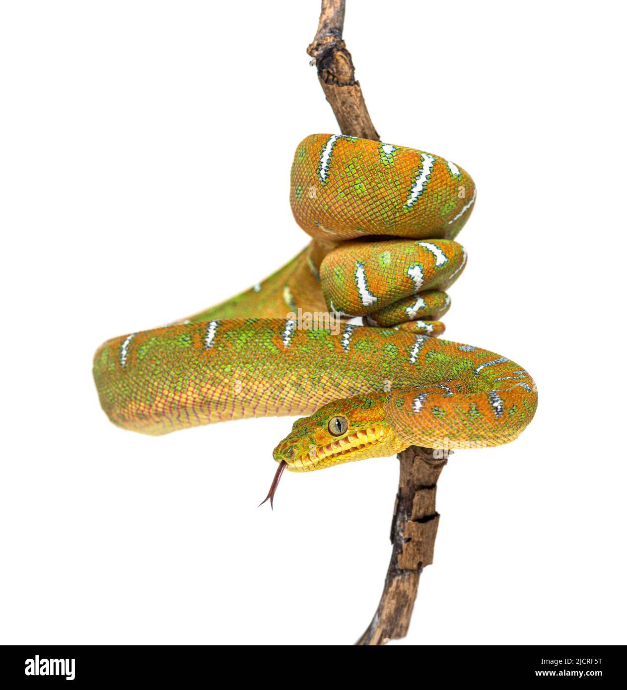 Juvenile Emerald tree boa sniffing with its tongue, hanging on a branch Stock Photo