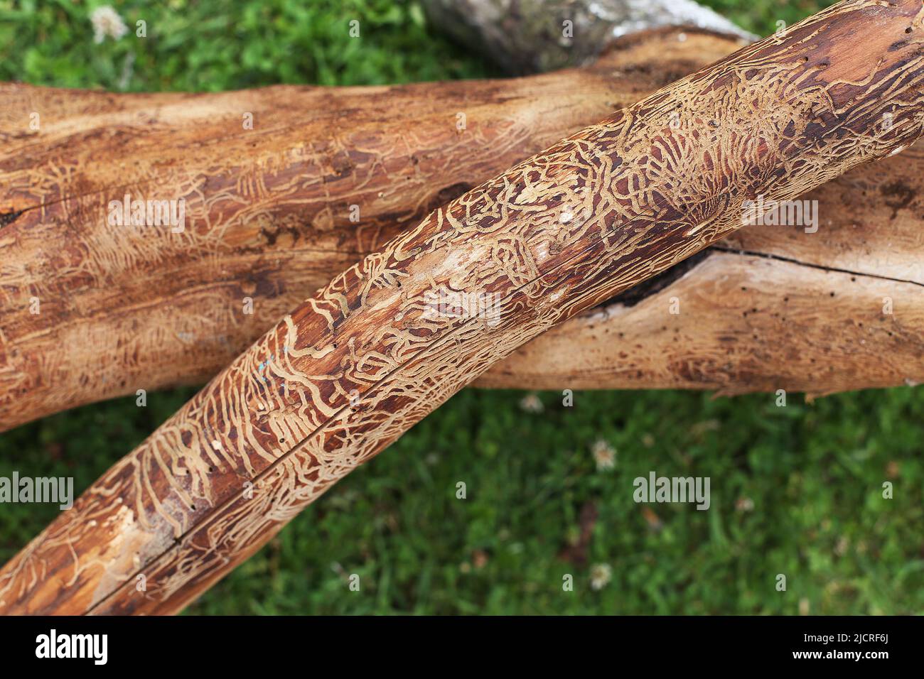 log damaged by bark beerle. felled tree Stock Photo