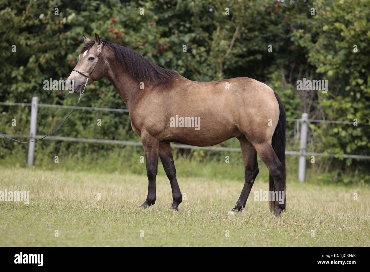 Azteca Horse. Adult standing, seen side-on. Germany Stock Photo