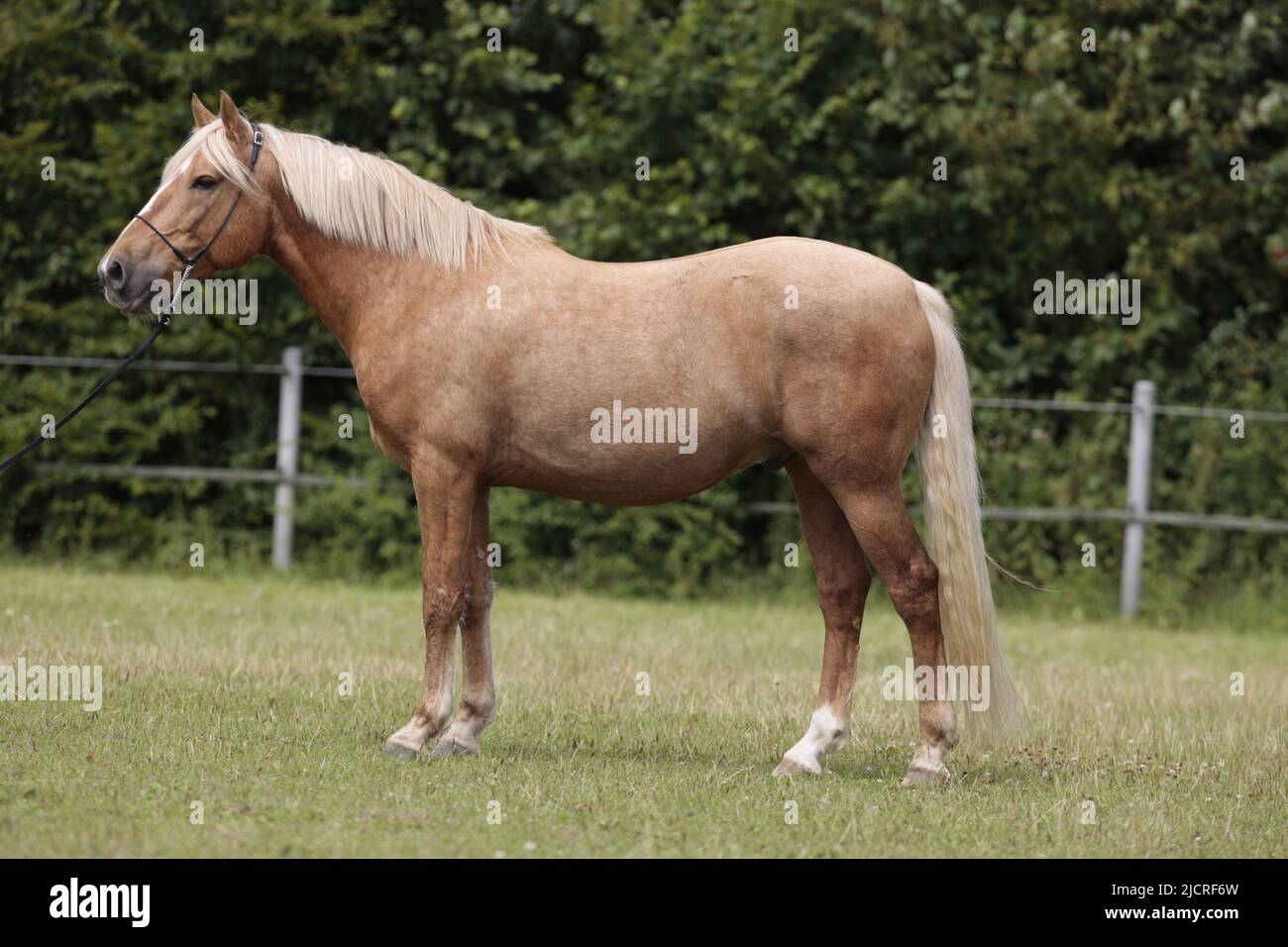 Azteca Horse. Adult palomino standing, seen side-on. Germany Stock Photo