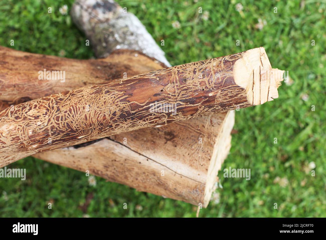 log damaged by bark beerle. felled tree Stock Photo