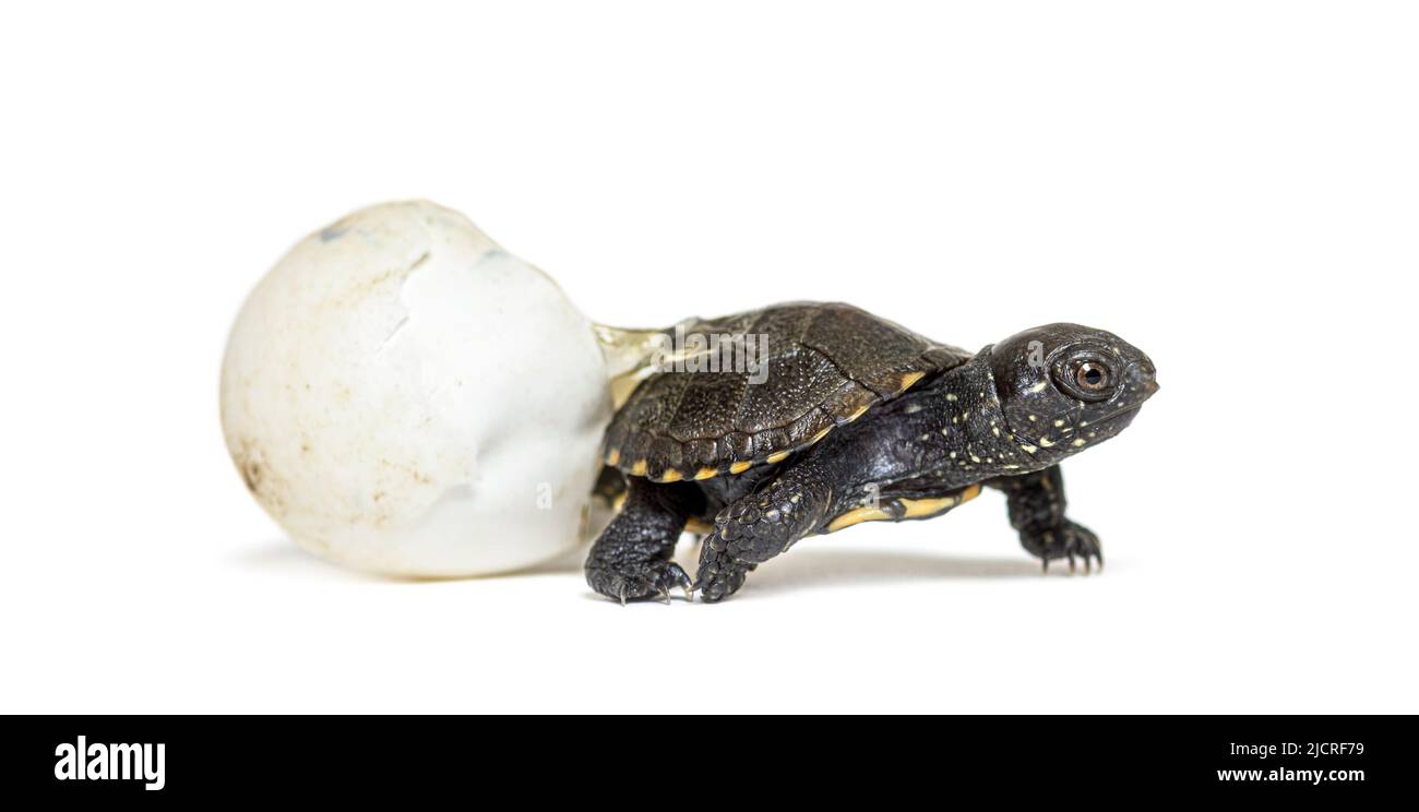 European pond turtle hatching from its egg, Isolated on white Stock Photo
