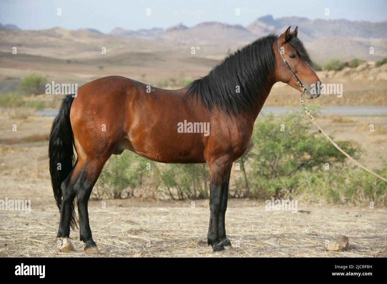 Arab-Barb horse. Bay stallion standing in the desert, seen side-on. Marocco Stock Photo