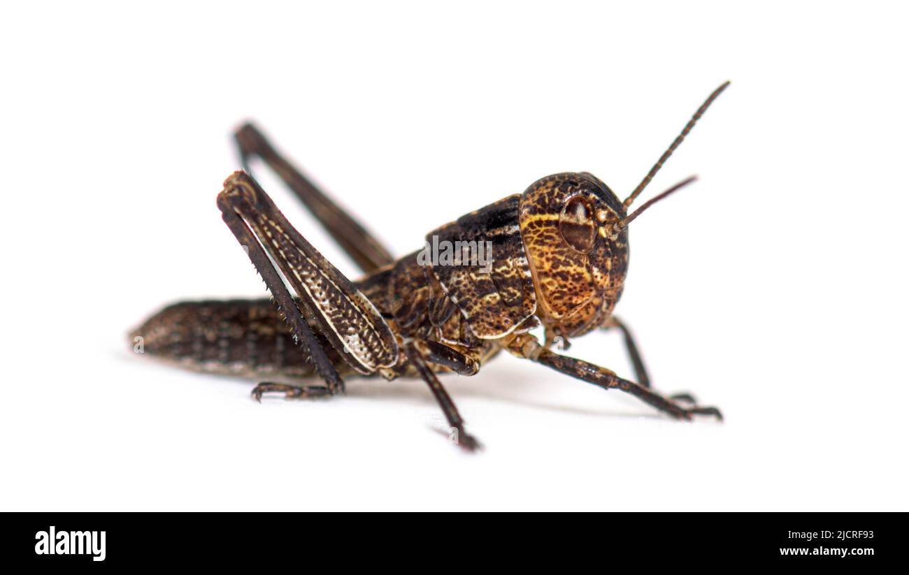 Crysalis stage of locust, Schistocerca gregaria, isolated Stock Photo