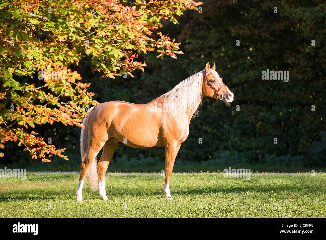 AngloArabian. Palomino stallion standing, seen sideon. Germany Stock