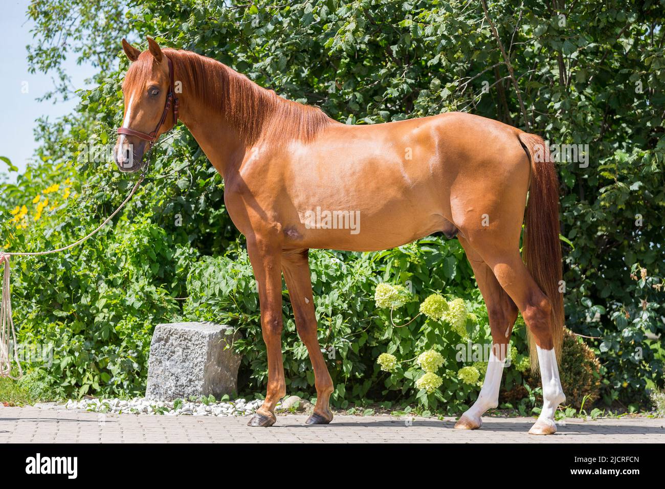 AngloArabian, AngloArab. juvenile chestnut stallion stallion standing