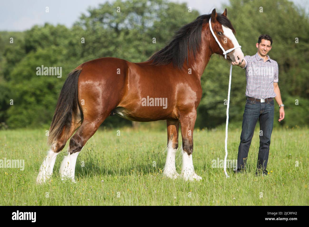 Shire Horse. Man holding bay stallion, standing, seen side-on. Germany. Stock Photo