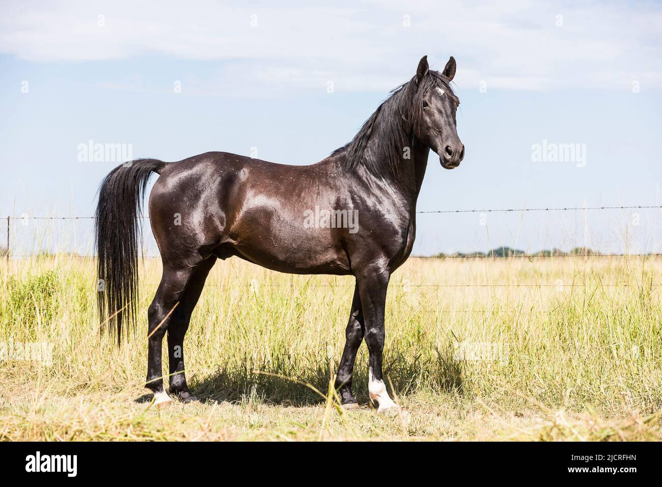 boerperd-hi-res-stock-photography-and-images-alamy