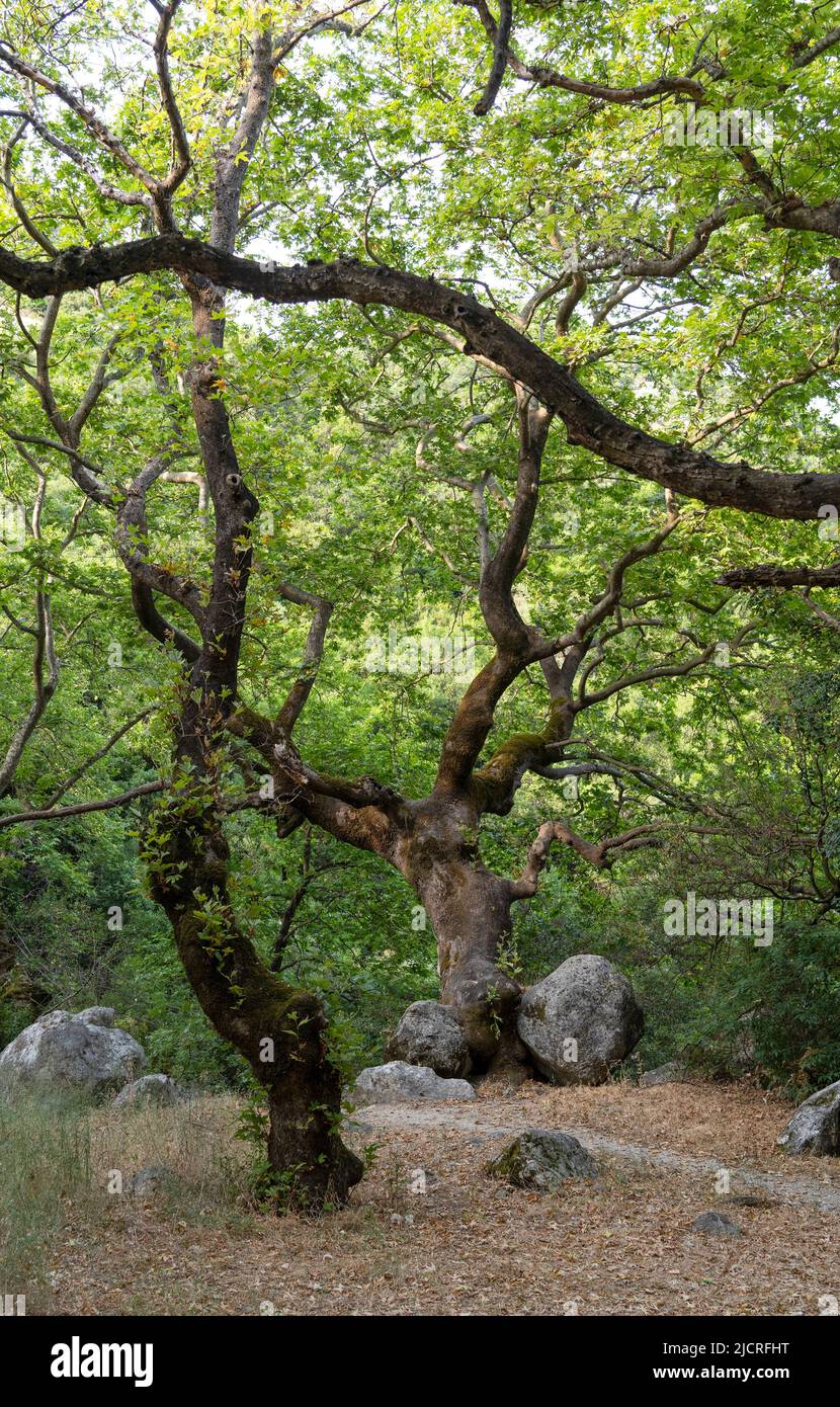 Old vibrant lush green European deciduous forest. Vertical composition of beautiful trees and large stones Stock Photo