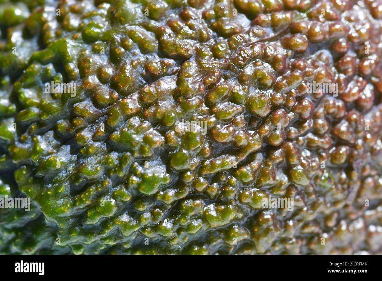 Ripe Avocado fruit peel, macro photo, selective focus, backdrop. Stock Photo