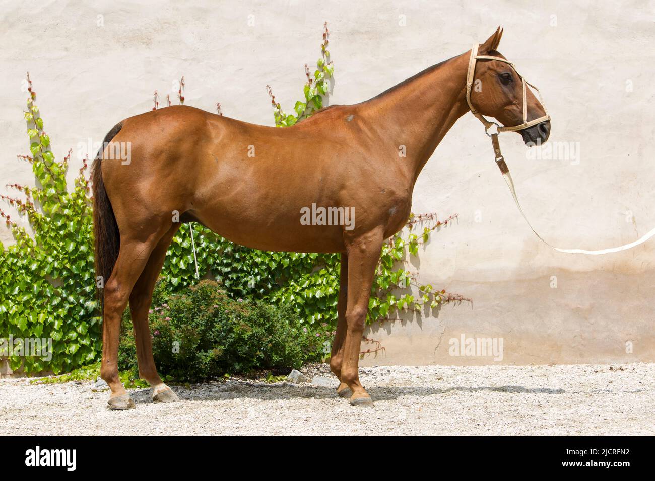 Pup & Pony Co. Polo Replacement Halter Crown main image 1
