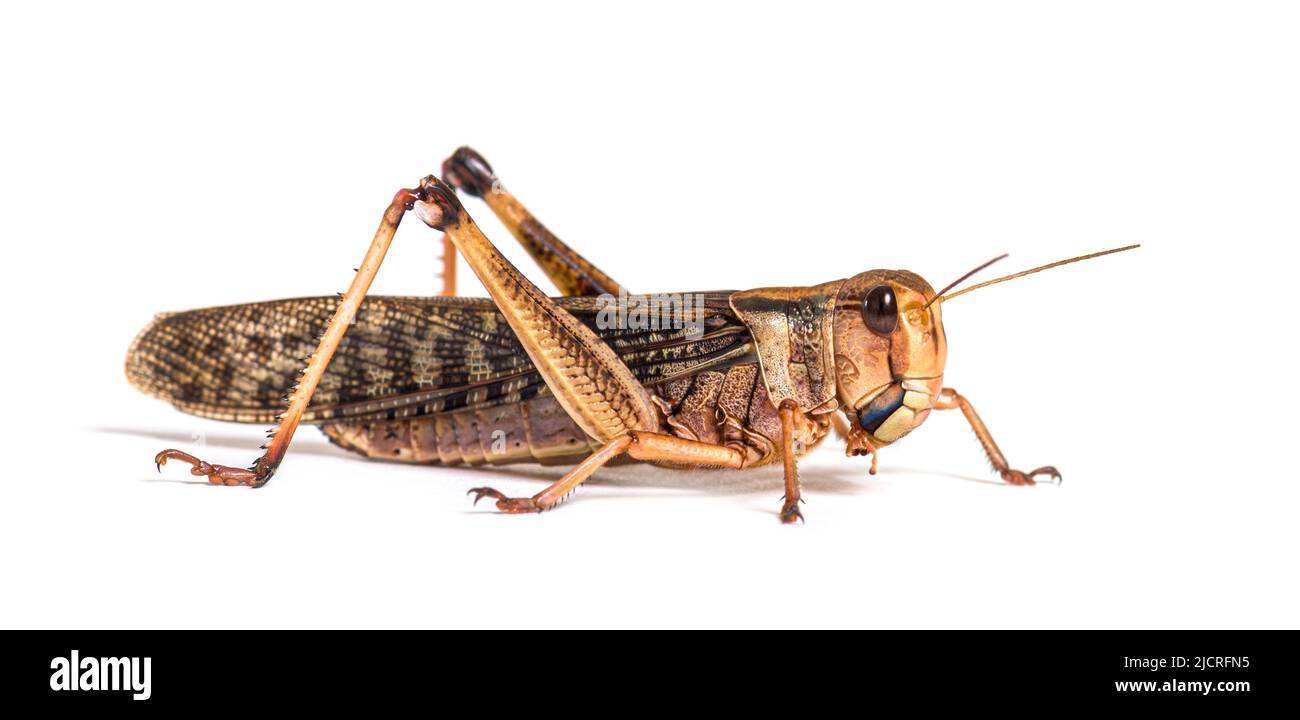 Side view of Adulte Desert locust, Schistocerca gregaria, isolated Stock Photo