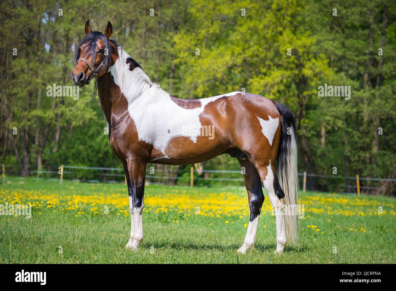 Paso Fino. Skewbald stallion standing, seen side-on. Germany. Stock Photo