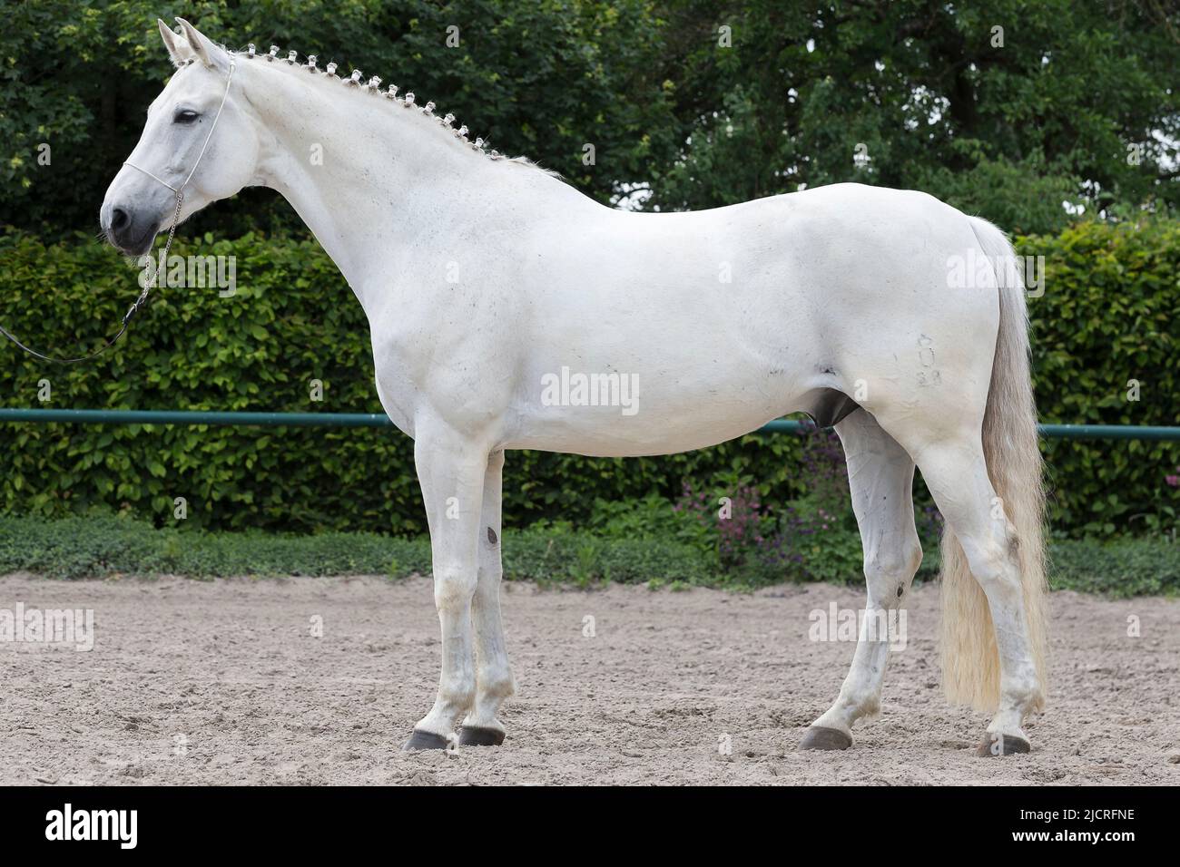 Oldenburg Horse x Trakehner. Gray gelding standing seen side-on ...