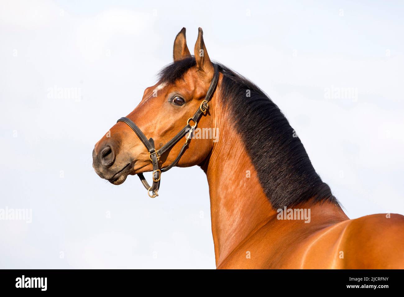Oldenburg Horse. Portrait of bay gelding. Germany. Stock Photo