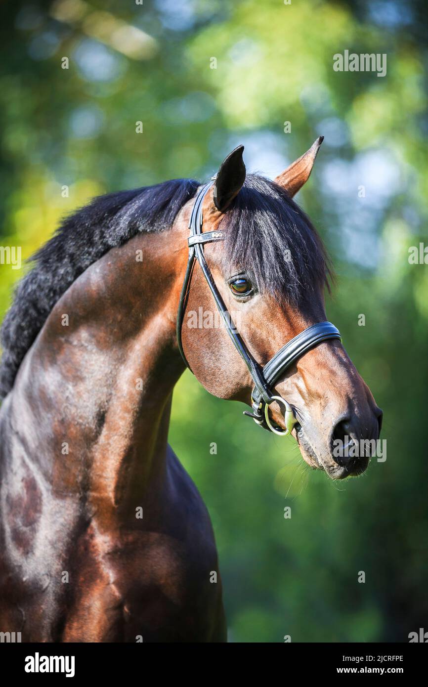 Oldenburg Horse. Portrait of bay stallion. Germany Stock Photo