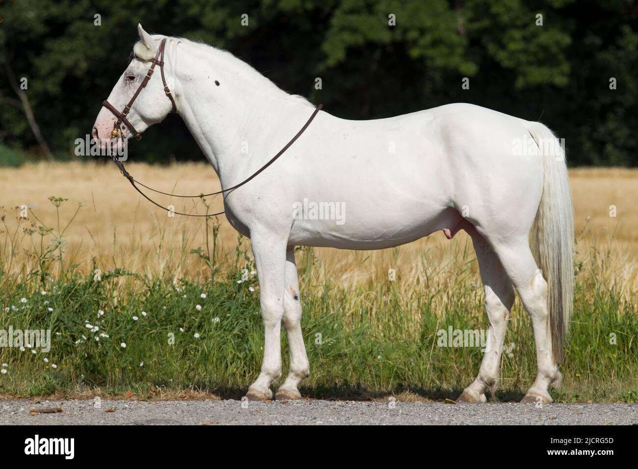 Knabstrup Horse. Dominant white stallion standing, seen side-on. Germany. Stock Photo