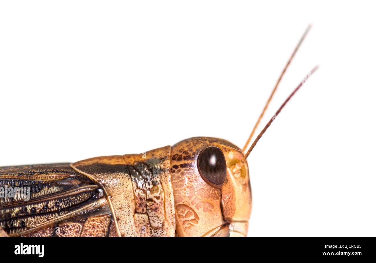 Head shot of Adulte Desert locust, Schistocerca gregaria, isolated Stock Photo