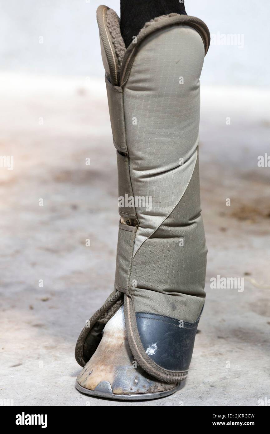 Domestic horse wearing travel boot Stock Photo Alamy