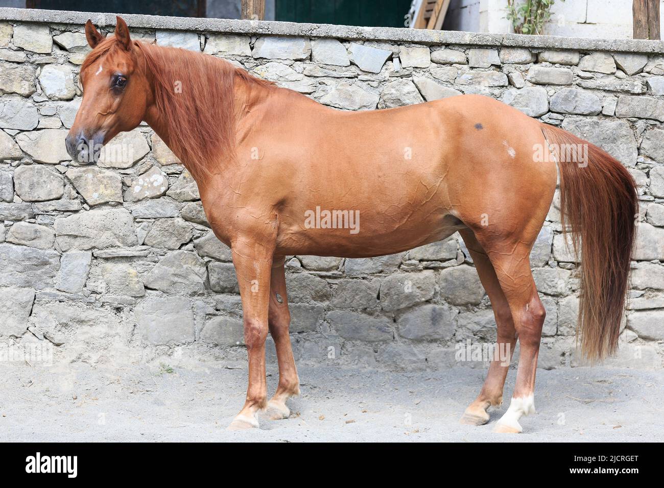 Sicilian Warmblood. Chestnut mare standing, seen sideon. Germany Stock