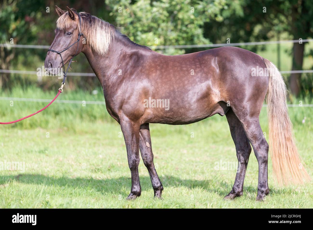 rocky mountain horse silver dapple