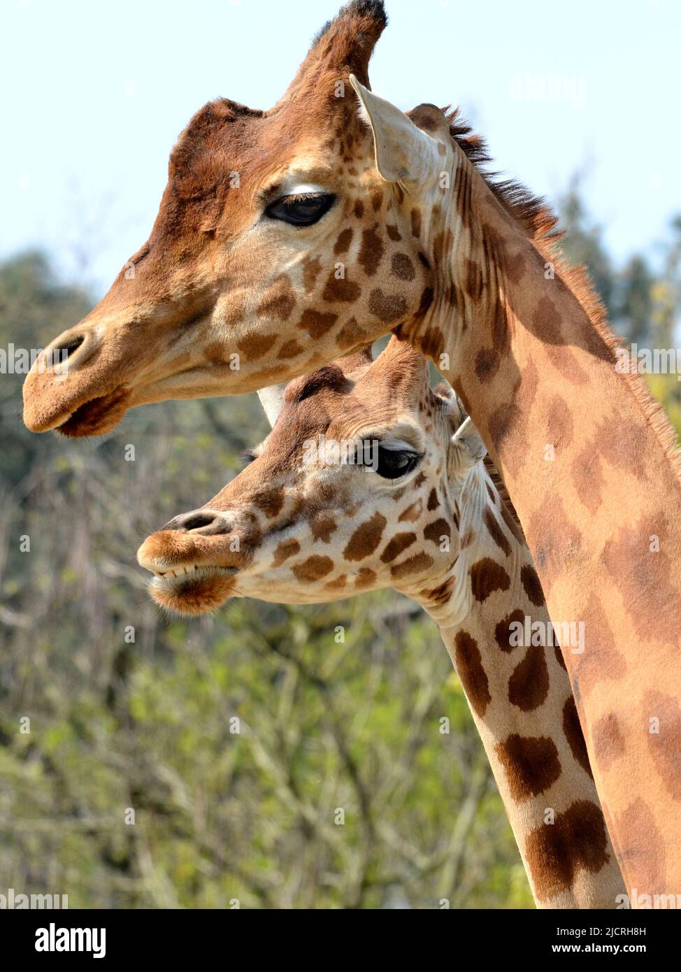 Closeup of two giraffes (Giraffa camelopardalis) Stock Photo