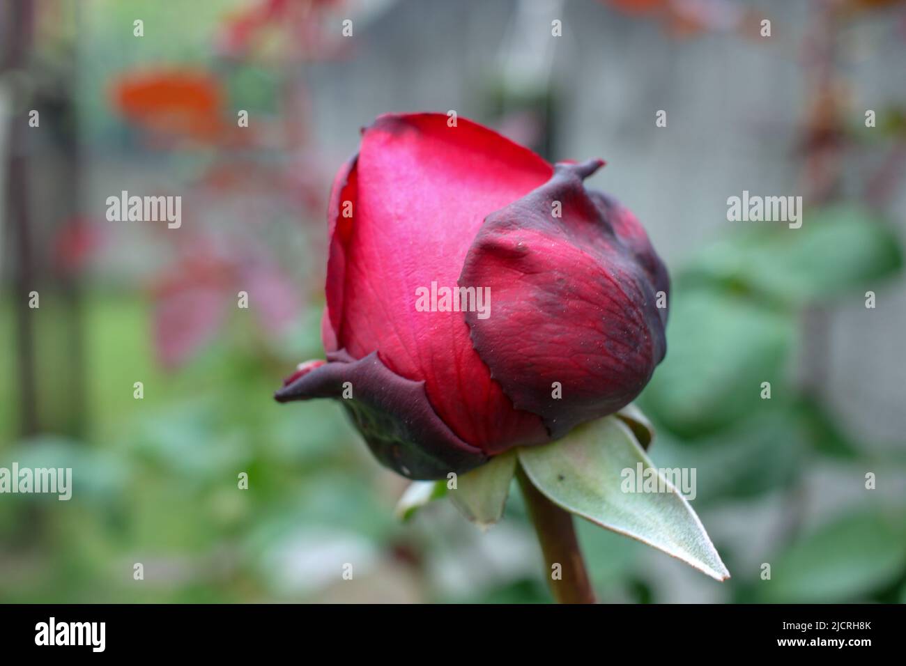 red rose in my garden Stock Photo Alamy