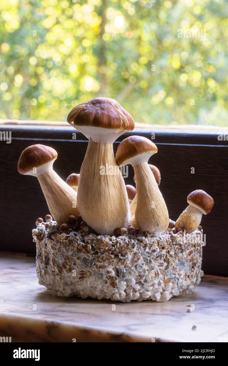 B+ Strain of Psilocybin Magic Mushrooms for Healing of Depression or