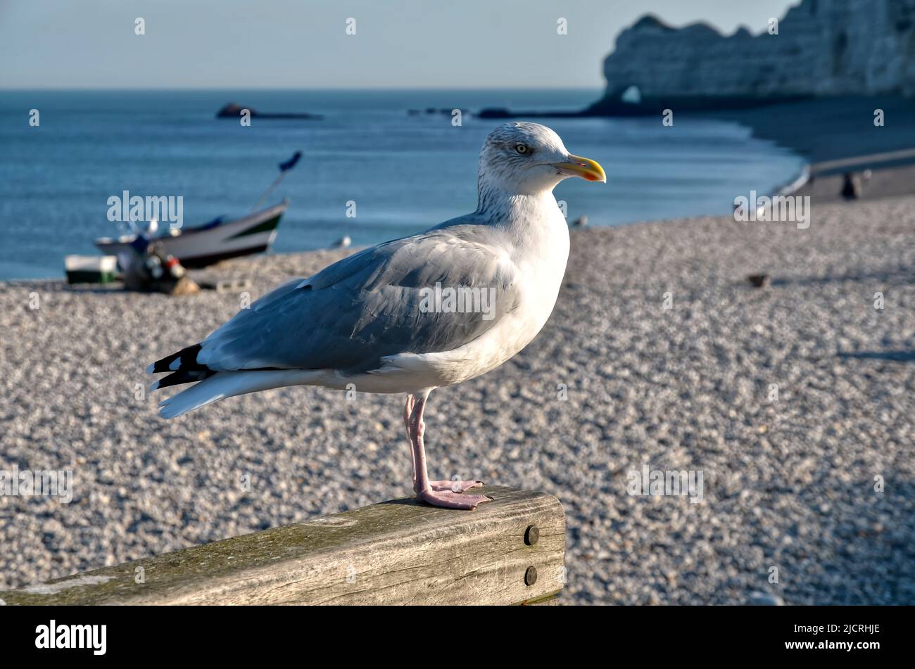 Closeup herring gull (Larus argentatus) perched on a wooden fence and the pebble beach of Etretat  in Normandy in France Stock Photo