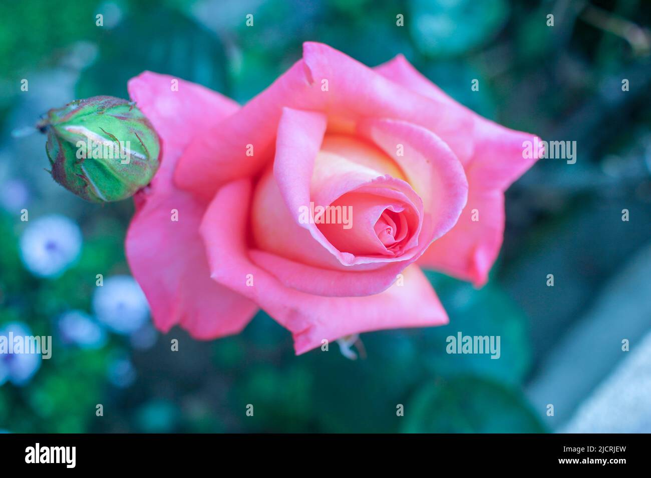the most beautiful roses in my garden Stock Photo - Alamy