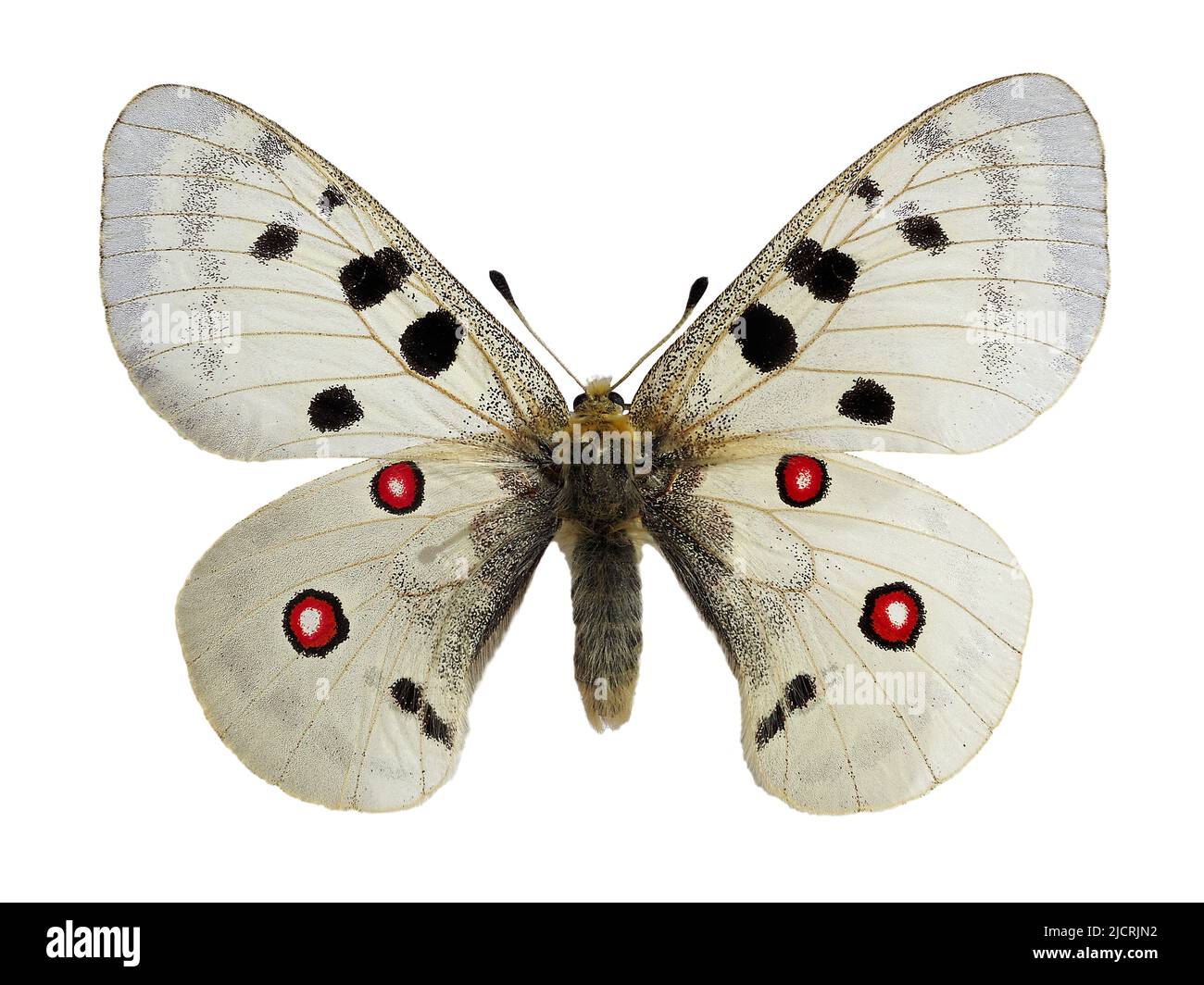 Apollo butterfly (Parnassius apollo) living in mountainous areas, isolated on white background Stock Photo