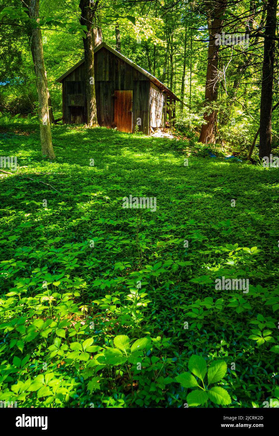 sunlit old cabin in the woods Stock Photo