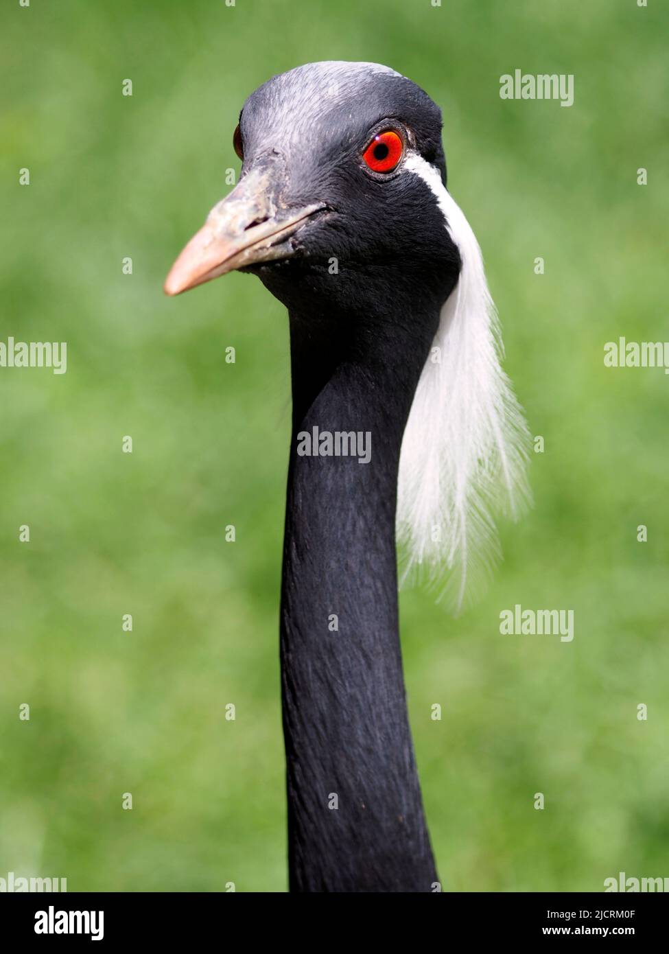 Closeup demoiselle cranes (Anthropoides virgo) on a green background of greenery Stock Photo