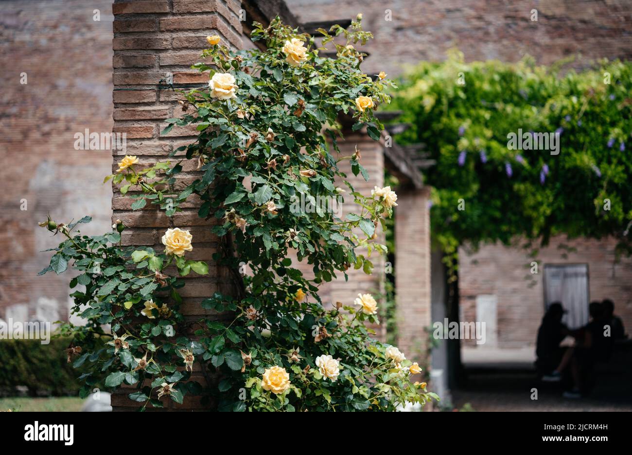 Yellow roses evergreen climbing vine shrub. Yellow Climbing Shrub Rose