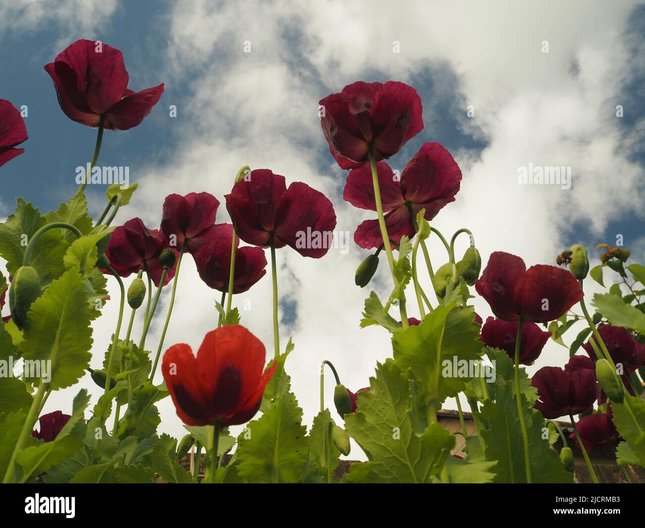 Plum, scarlet or purple Oriental poppies (papaver) which have self seeded in a re-wilded English garden, set against a blue sky with fluffy clouds. Stock Photo