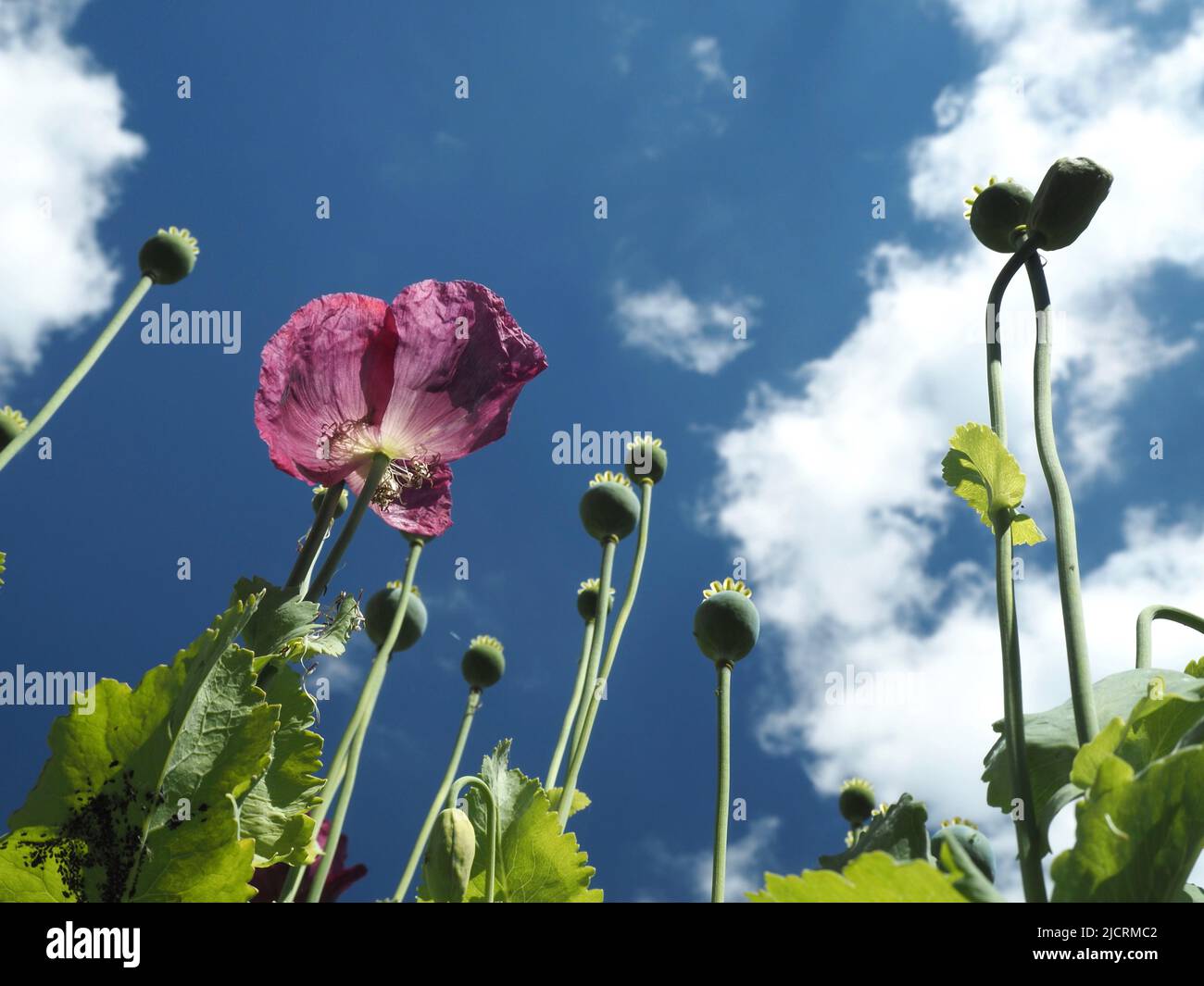 Plum coloured Oriental poppies (papaver) reach up towards a deep blue sky with light fluffy clouds. Stock Photo