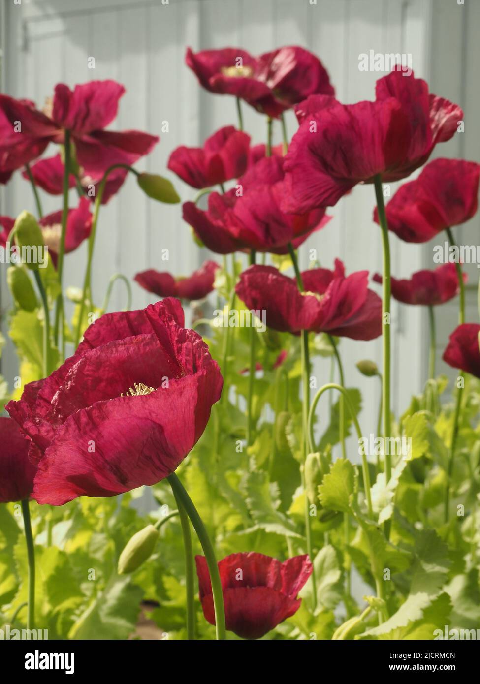Plum, scarlet or purple coloured Oriental poppies (papaver) which have self seeded in a re-wilded English garden, set against a pale blue backdrop. Stock Photo